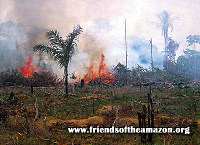 Deforestación en la Amazonia